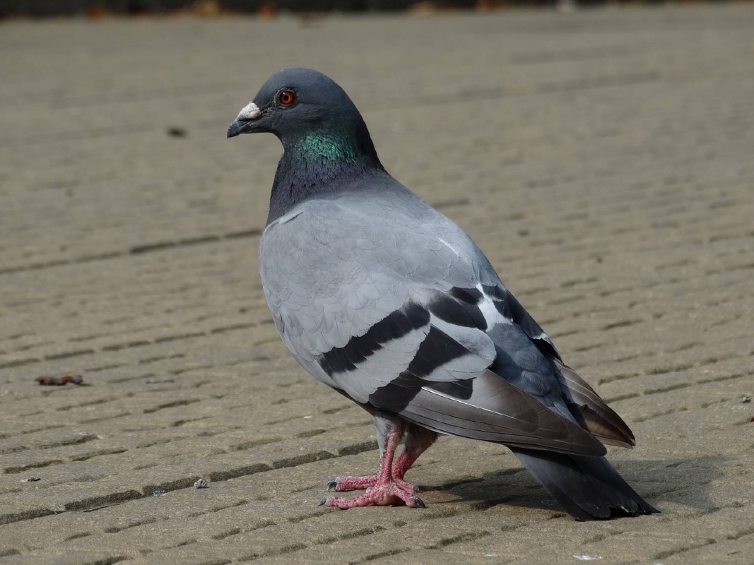 Baby, Bio, Taube, Pigeon, Logo